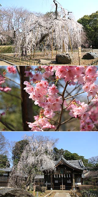 Sakura at Guhoji Temple