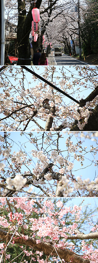 Sakura at Satomi Park