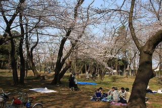 Sakura at Chiba Park