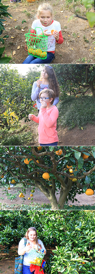 Tukuihama Mikan Picking