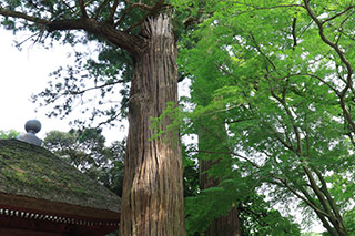 Hojobo's Couple Cedar