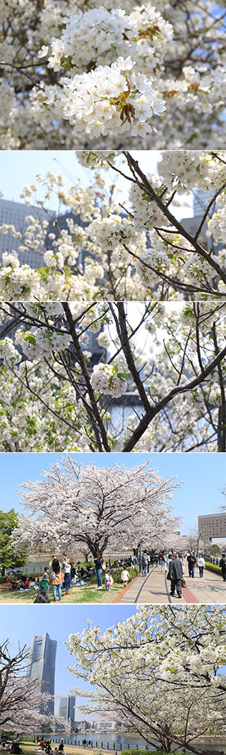Sakura at Kisyamichi