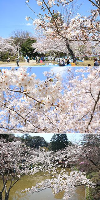 Sakura at Tsu-Kairakuen