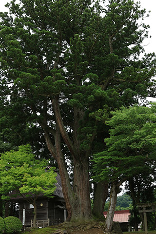 Oginoshima Married Cedar