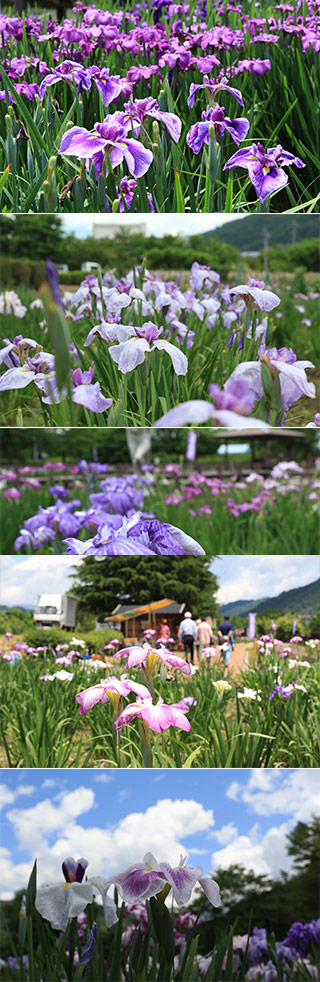 Azumino Iris Park