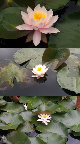 Lotus Pond of Okayama Sogo Park