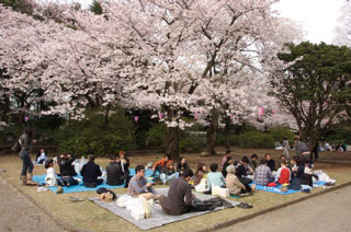 Hanami at Shiroyama Park