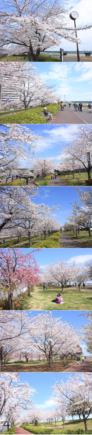 Komatsugawa 1000 Sakura