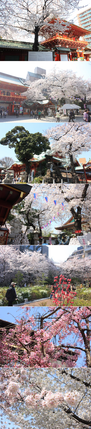 Sakura at Kanda Myojin Shrine
