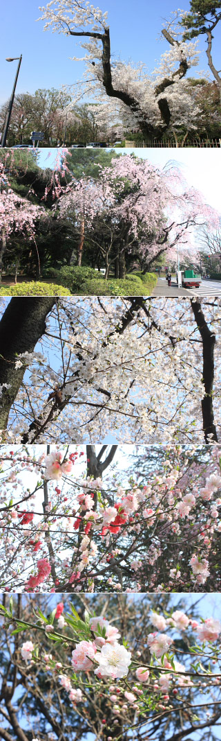 神宮外苑の桜
