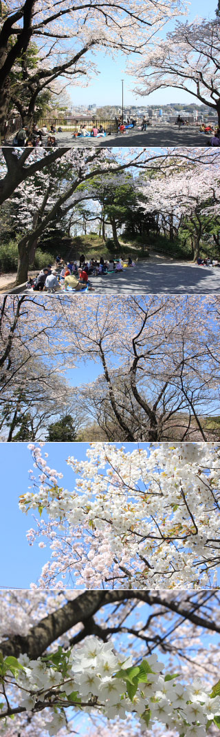 弘明寺公園の桜