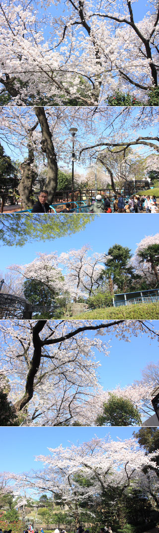 Sakura at Nogeyama Zoo