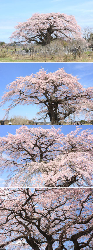 飯崎のしだれ桜