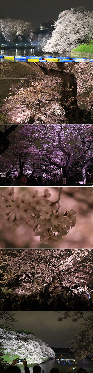 Night Sakura of Chidorigafuchi 