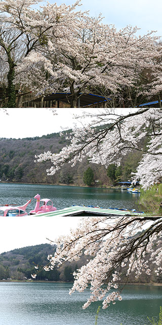 Sakura at Lake Shibire