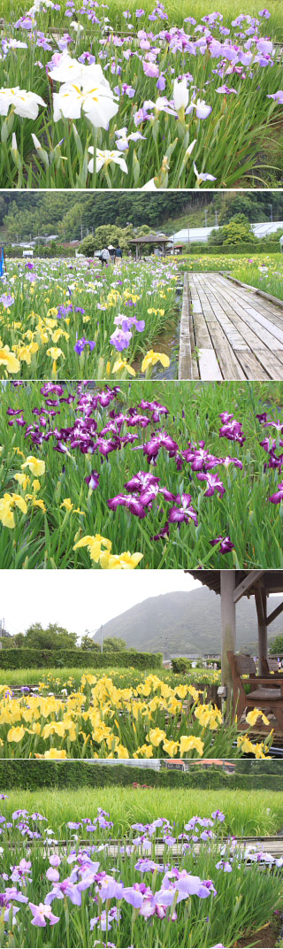 Kawazu Iris Garden
