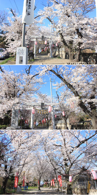 Sakura at Shiroyamainari