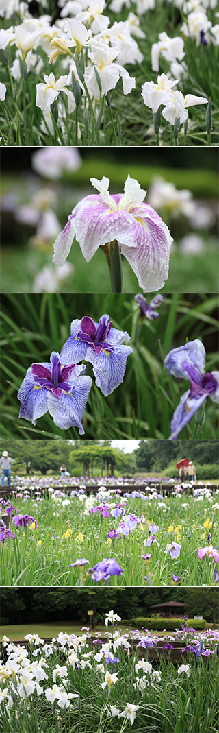 Seseragi Iris Garden