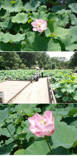 The lotus of Yakushi pond