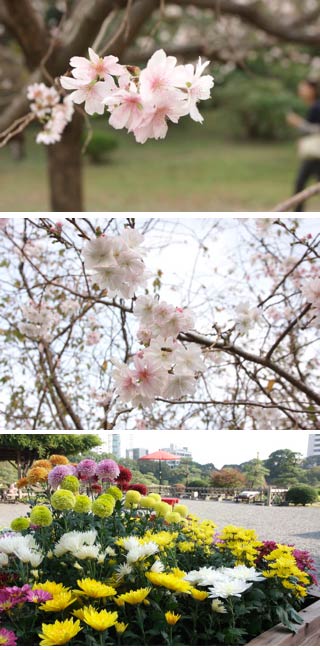 October Sakura in Shiba Rikyu