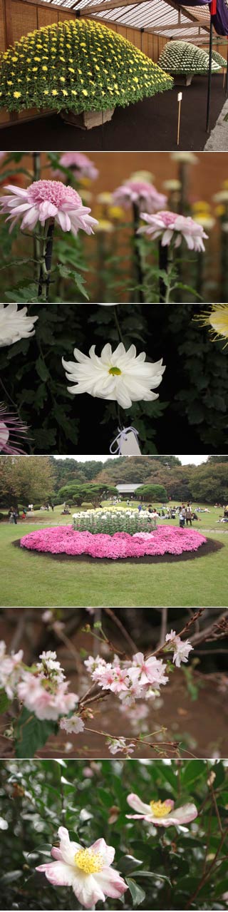 The garden of Imperial Kiku flower