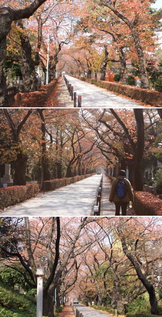 青山霊園桜並木