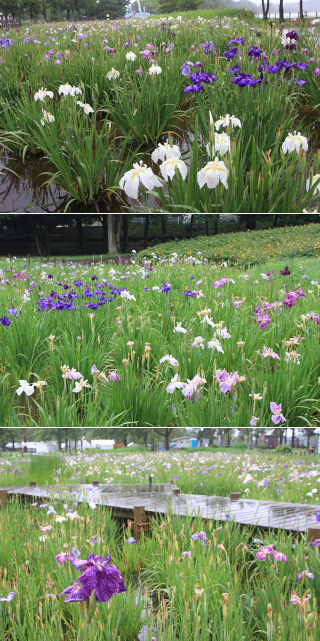 Mizumoto Park Iris