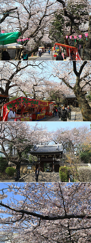 Homyoji temple Cherry Blossom