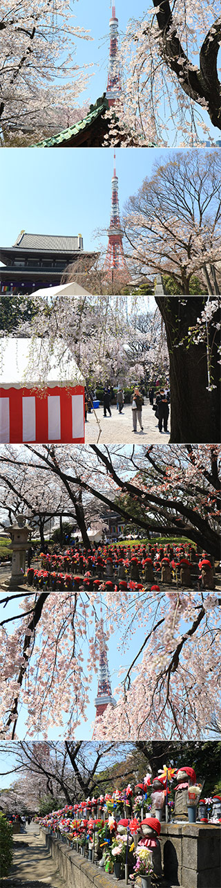 Sakura at Zojoji Temple