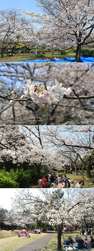 辰巳森緑道公園の桜