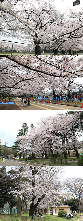Sakura at Komazawa Park