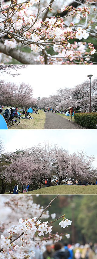 Sakura at Nokawa Park