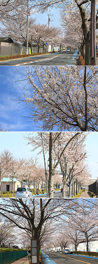 Sakura at Osawa Ground Ave.
