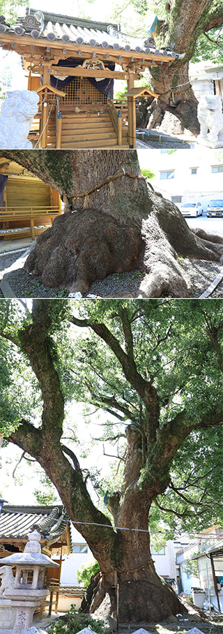 Camphor Tree of Daijinja