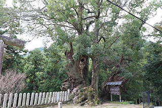 Camphor Tree at Shinoda