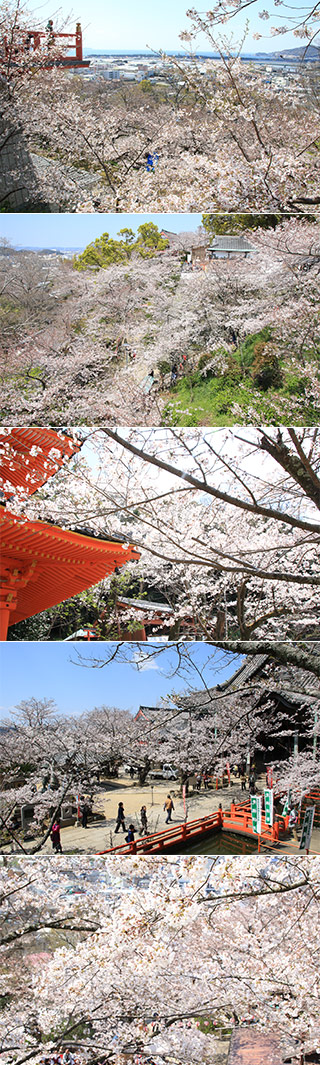 Sakura at Kimii Temple