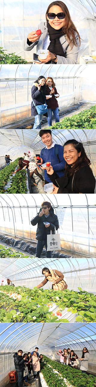 Shimizu Farm Strawberry Picking