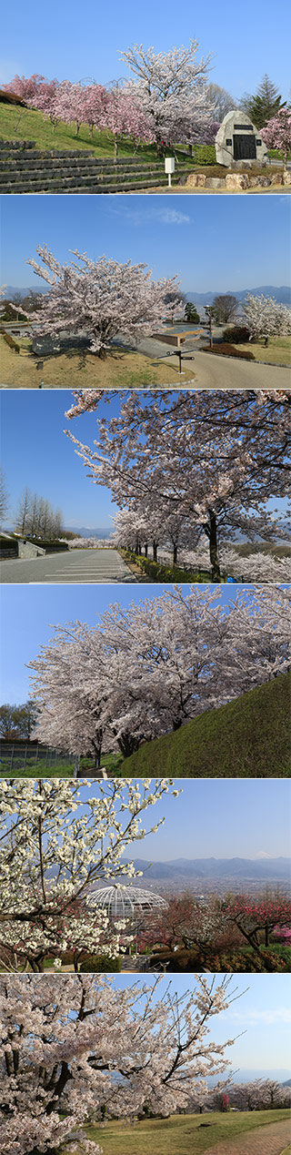 Cherry Blossom at Fruits Park