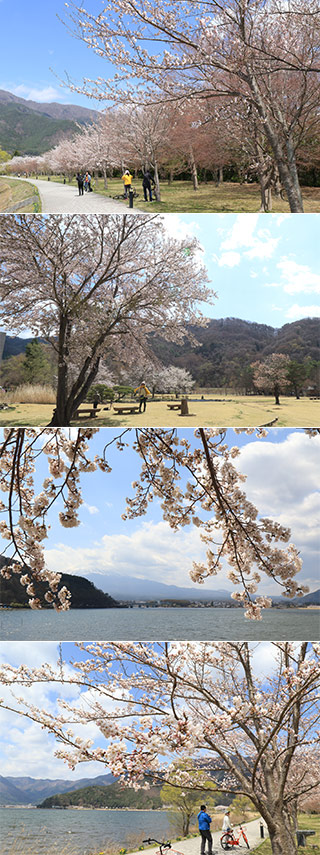 Sakura at Lk. Kawaguchi