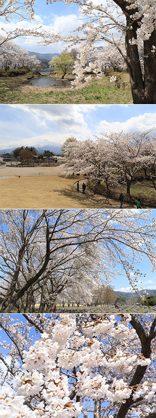 Sakura at Yagisaki Park