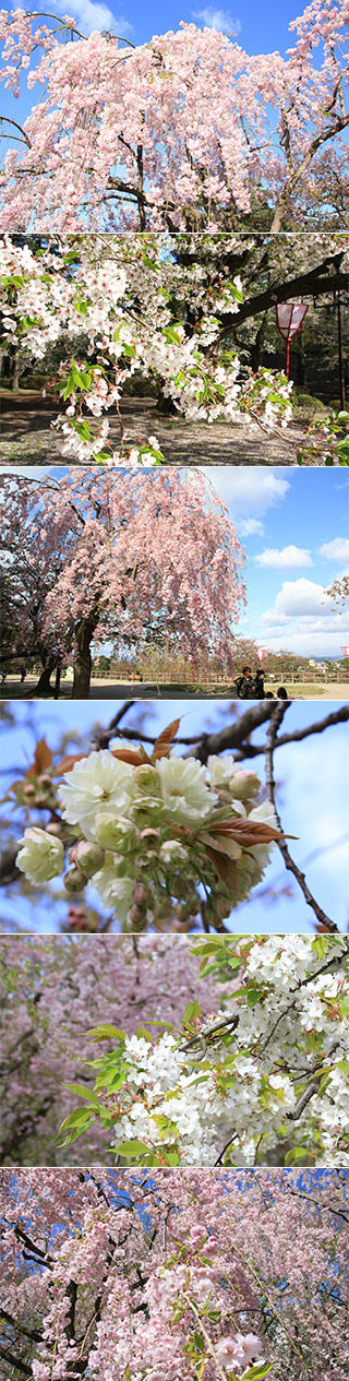 弘前城の桜