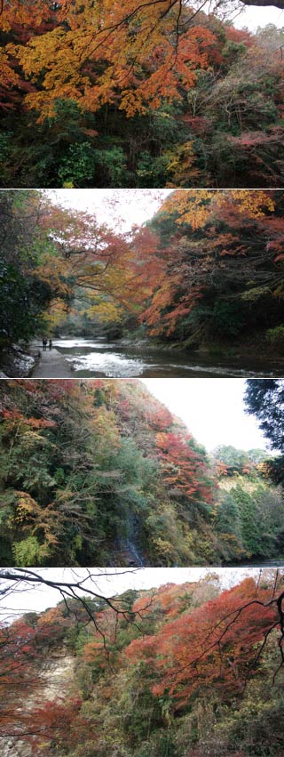 養老渓谷の紅葉