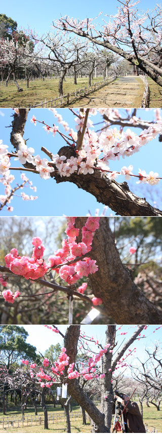 青葉の森公園の梅園