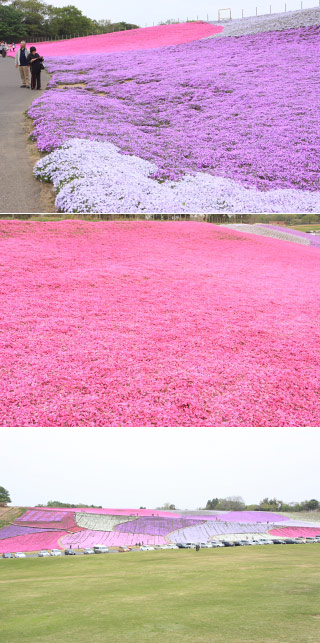 東京ドイツ村の芝桜
