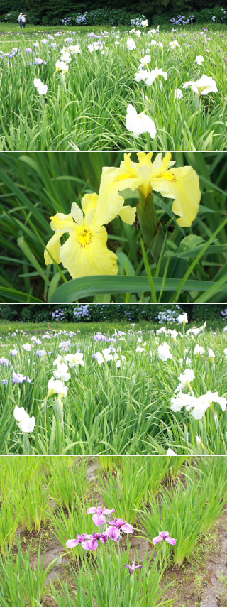 The Iris Pond in Sakura Caslte