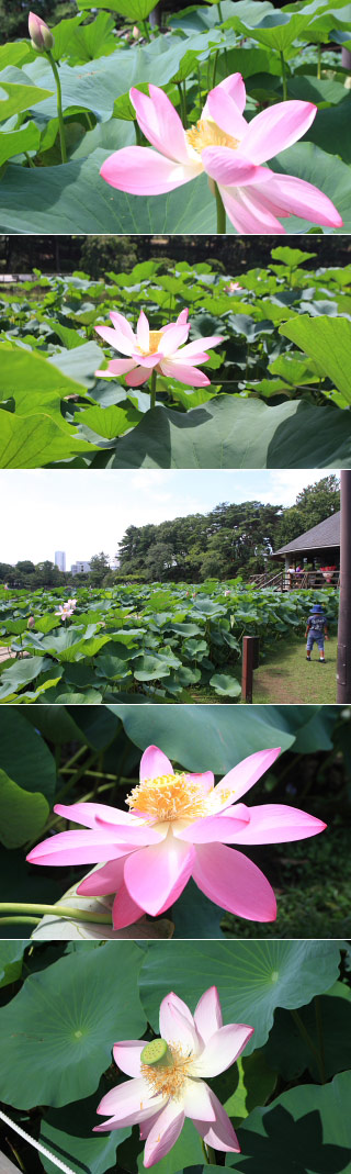 千葉公園のハス