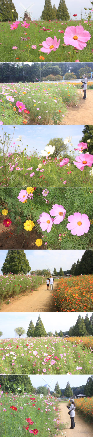 Cosmos of Akebonoyama Pk.