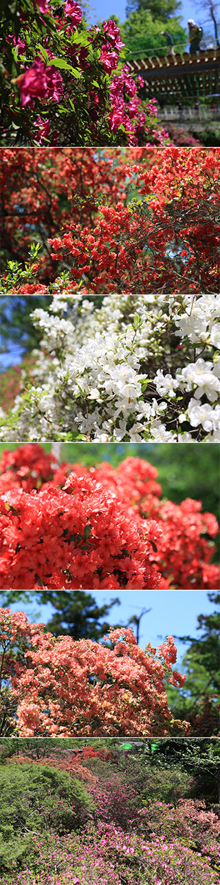 Azalea at Shimizu Park