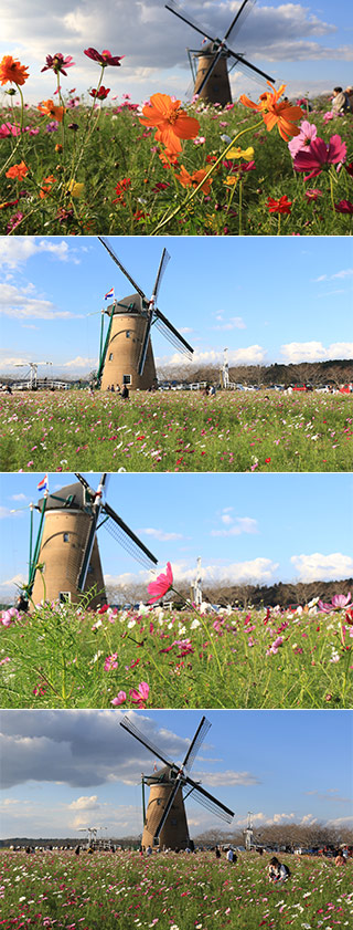 Sakura Cosmos Festival