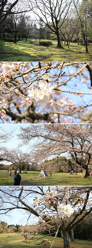 Sakura at Izumi Shizen Park